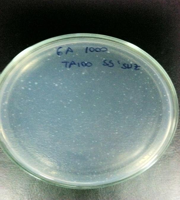 Ortalama revertant koloni sayısı 79 2,4,6-trichlorobenzoic acid maddesinin TA 100 için S9'lu ve S9'suz mutajenite sonuçları 800 600 400 200 0 TA 100 S9'suz TA 100 S9'lu Şekil 4.24.