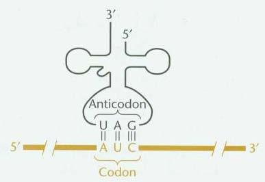 Kodon: Kodon DNA/mRNA üzerinde bulunan ve bir amino asite karşılık gelen 3 lü bazların oluştugu tripleks bazlardır.