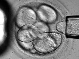 Kök Hücre Çeşitleri ve Ahlaki Soru(n)lar Blastomer Totipotent (omnipotent) Kök Hücreler İnsan olabilir / organizma oluşturabilir Yumurta hücresi