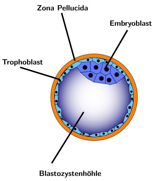 Kök Hücre Çeşitleri Blastosist Pluripotent Kök Hücreler 5-14 günlük embriyoda oluşmakta Blastosist evresinde kazanılmakta Blastosistin içerisindeki hücrelerden elde edilmekte