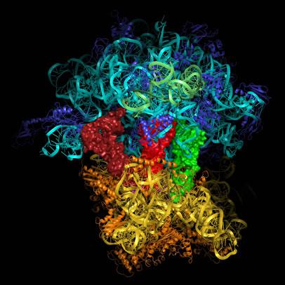 eksikliği = Gut hastalığı Ribozom proteinlerini diriltme