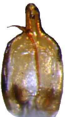 90 Resim 3. 60. Chrysolina pseudolurida (Roubal, 1917) aedeagusun dorsal ve lateral görünüşü 3.3.6. ENTOMOSCELIS Chevrolat, 1836 Vücut uzamış-oval veya geniş ve ovaldir.