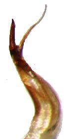 Mandibullar iri ve kavisli olup, keskince sivrileşmiş apexe sahiptir. Antenler oldukça kısadır. 7 11. segmentler sıkça çok küçük tüylüdür ve her birinin apexi seyrek, dik tüyler taşır. 7. ve 8.
