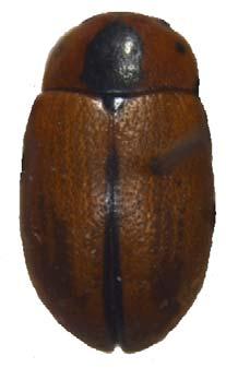 94 Elytra düzensiz, sık, pronotumdan daha iri noktalıdır. Elytranın zemin rengi pronotuma göre daha açık kahverengi olup, iç kenar suturda uzunlamasına siyah bir şerit mevcuttur.