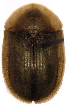 100 boyunca siyah, küçük dişler bulunur. Omuzlar belirgindir. Elytra abdomeni tamamen örter. Scutellum apexte sivrileşmiş olup, üçgen şeklindedir. Noktasız ve tüysüzdür.