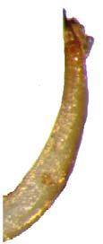 Anten segmenti sarı veya sarımsı yeşil renkte olup, bazalde ve apikalde siyahımsı ve filiformdur. Anten apikalde daha sık, kısa, sarımsı beyaz tüyler taşır.