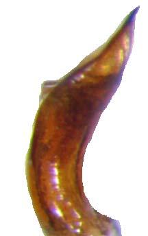 Lateralde, aedeagusun apikal kısmı ventrale doğru kıvrıktır ve apexi tedricen sivrileşmiştir (Resim 3. 26)