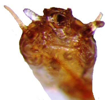 54 Genital morfolojisi: Aedeagus dorsalde apikali üçgenimsi olup, apexi yuvarlakçadır. Orifisin dorsalinde sklerit tek parçalı olup apikalde çubuk şeklinde iki parçalı ucu sivri.
