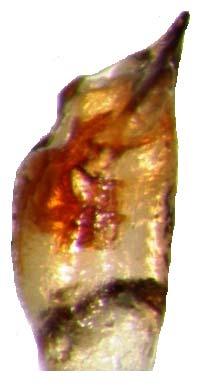 56 Genital morfolojisi: Aedeagusun üstten görünüşte apikali genişlemiştir ve orifisin anteriör kenarı hizasında yan taraflara doğru bombeli olup, bu kısımda maksimum genişliğe ulaşır.