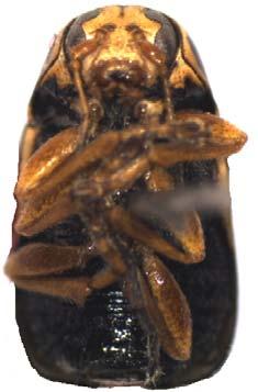 dorsalde apeksi üçgenimsi, apikali sivri, yanlarda küçük ince tüylü, orifisin zarımsı skleritleri üç