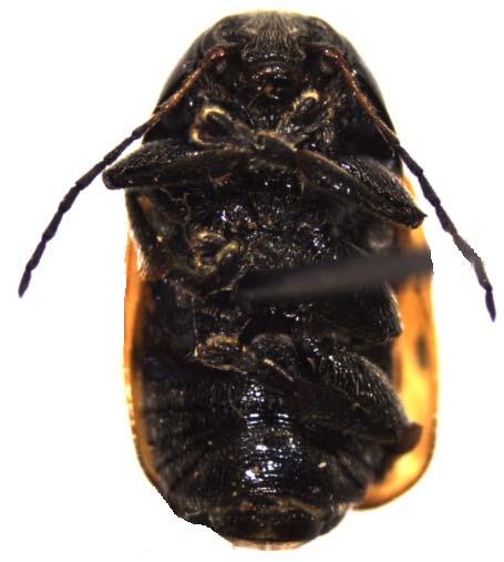 Cryptocephalus trimaculatus Rossi, 1790 dorsal ve ventral görünüşü Genital morfolojisi: Aedeagus üstten