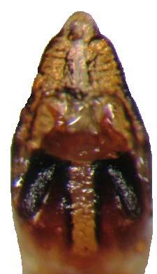 Cryptocephalus violaceus Laicharting, 1781 dorsal ve ventral görünüşü Genital morfolojisi: Aedeagus dorsalde apikali