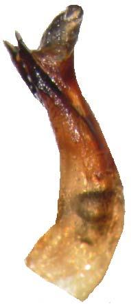 83 orta kısmından dışarı doğru (dorsale doğru) ince uzun bir sklerit çıkar. Aedeagus seta taşımaz. Lateralde, aedeagusun apikali ventrale doğru biraz kıvrıktır ve apex kütçe daralmıştır (Resim 3. 54).