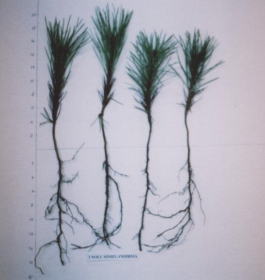 karaçamı fidanları Şekil 3.2.5.