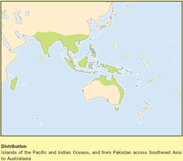 Familya: Pteropodidae