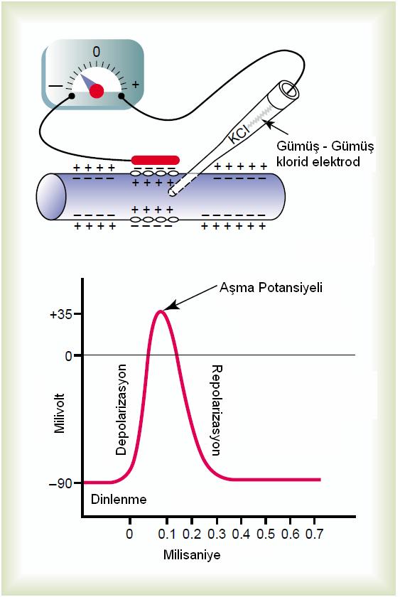 içerisine geçmesine izin vermesine rağmen, Na + iyonlarının geçişine engel olur.