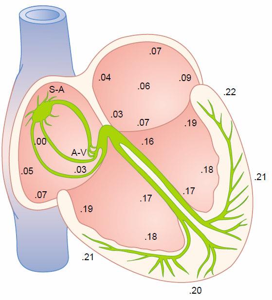 Şekil 2. 4 : Fiberler ve iletim mekanizması üzerindeki aksiyon potansiyelinin ulaşım süreleri [18] Şekil 2. 5 : Normal elektrokardiyogram [18] 2.