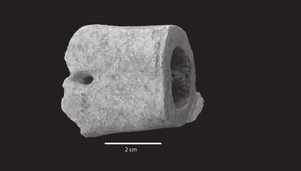 Resim 1: Sığıra ait sol distal