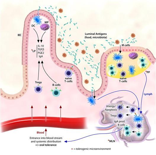 mechanisms on antigen presentation.