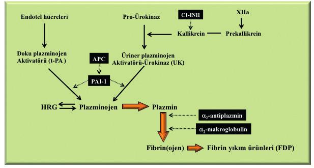 118 2012: 2 2 HematoLog ile fibrinojenin lizin ve arjinin residülerine bağlanır.