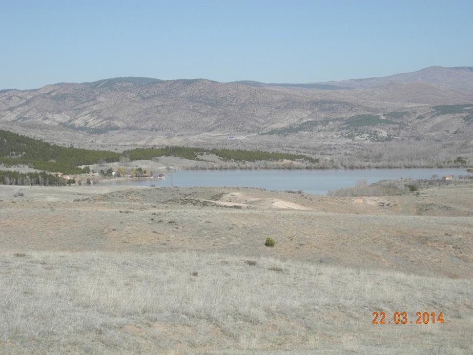 Pterygoneurum crossidioides in doğal ortamdaki görünüşü Foto: