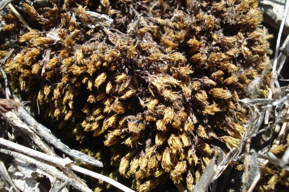 Islandığında dik bir hal alır, yaprak tabanı kırmızımsıdır, yumurtamsı-mızraksıdır, yaprak kenarı bazen tabandan uç kısma kadar kıvrıktır, nadiren düzdür, damar oldukça kalın ve kırmızı renktedir,