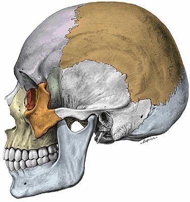 11 a b c d Sobotta (2006) Şekil 1.1: Proc. Styloideus un Anatomik Yapısı. a) Os.temporale b) Proc.mastoideus c) Meatus acusticus externa d) Proc.styloideus (Putz ve ark. 2006).