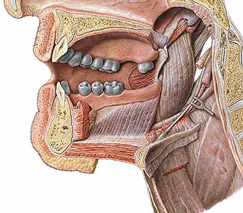 15 a b c d e f g h Şekil 1.2: Proc. Styloideus a Yapışan Kas ve Ligamentler; a)m.styloglossus b)proc.styloideus c)m.stylopharyngeus d)lig.stylomandibulare e)m.stylohyoideus f) Lig.