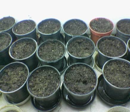 12 3. MATERYAL VE YÖNTEM 3.1. Bitki Üretimi Tetranychus urticae üretiminde ve laboratuvar çalışmalarında kullanılmak amacı ile çalışmalar süresince fasulye (Phaseolus vulgaris cv.