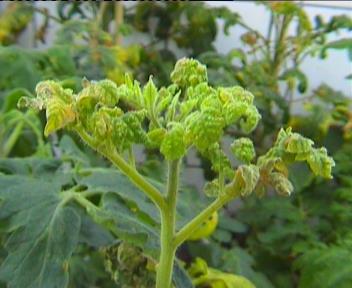 Hatay ilinde organik domates üretim seralarında bitkilerde gözlenen simptomlar: bitkinin uç sürgünlerinde şiddetli bodurlaşma ve sarama