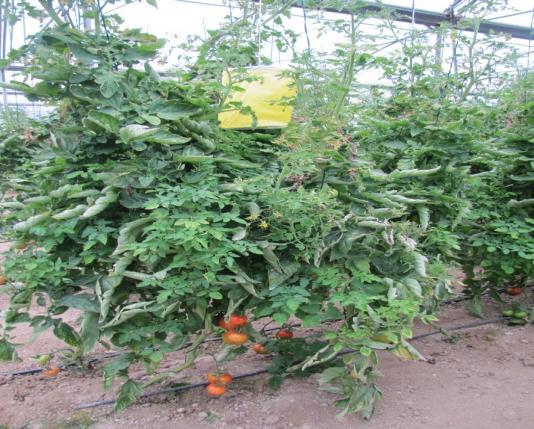 The symptoms observed on virus infected tomato plants in organic production greenhouses in Hatay: severe stunting and yellowing of