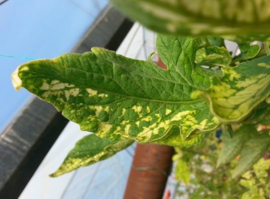 Yabancı ot türlerinden Amaranthus retroflexus da yapraklarda küçülme, kırışıklık, sararma ve kırmızılaşma, Euphorbia helioscopia da