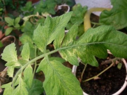 belirlenmiştir. Yapraklarda küçülme, kloroz ve şekil bozukluğu gözlenen 3 adet Nicotiana glutinosa test bitkisi TYLCV için pozitif sonuç vermiştir. (Şekil 4).