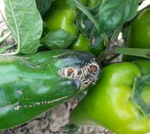 Chimera (A), sunscald damage (B) and cracking of fruit (C) symptoms on pepper plant in Hatay.