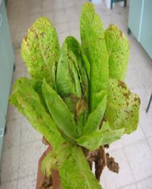 observed on infected lettuce plants.