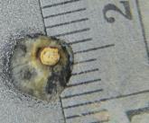 Kriyokoruyucu içeren ortamda ön kültürleme ve desikasyon tekniklerini kombine eden kriyoprezervasyon tekniği, özellikle hindistan cevizi zigotik embriyoları için geliştirilmiştir.