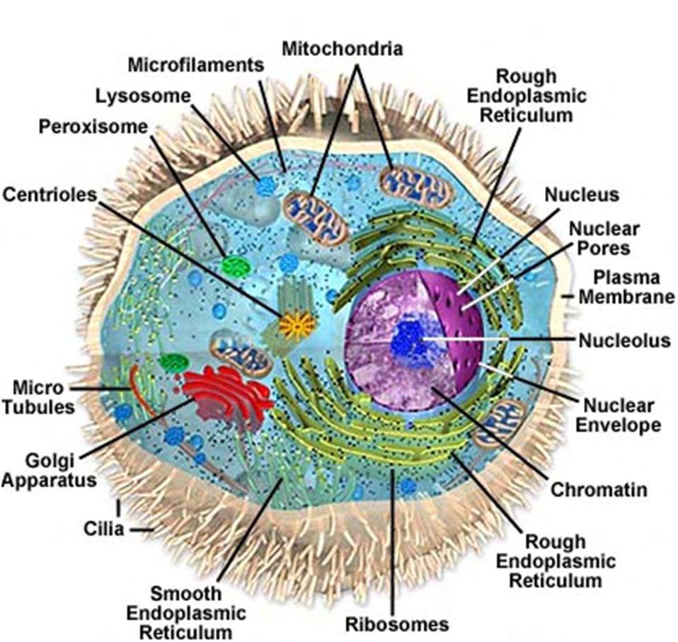 Nanomalzemelerin Fizyopatolojik Etkileri Cell membrane: endocytosis up to ~ 100 nm Nuclear membrane <40 nm