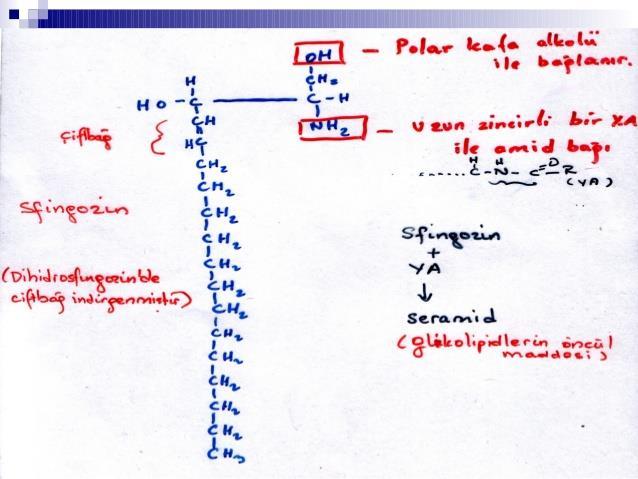 Sfingolipitler Bu grup maddeler de gliserin taşıyan lipidlerdeki gliserinin yerini sfingozin alkoller alır.