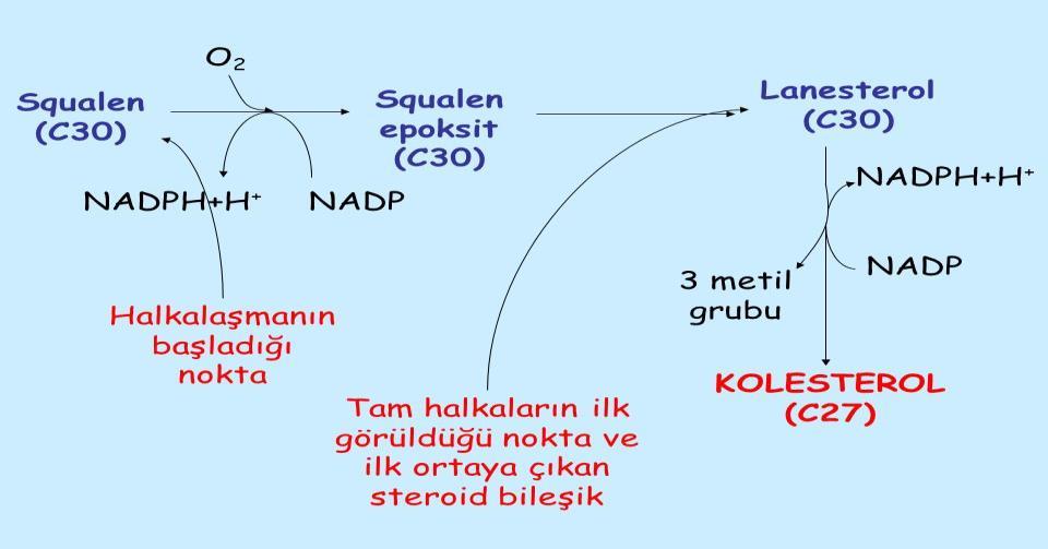 Alifatik yapıda olan karotinoidler 1.LİKOPİN: Domatese kırmızı rengini verir. 2.