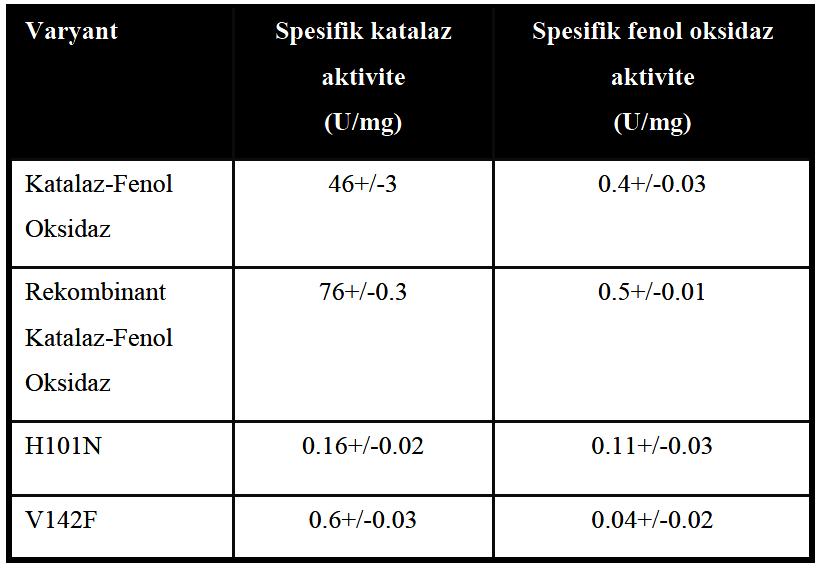 Elde edilen katalaz-fenol oksidaz