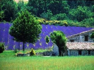 Piedmont şaraplarının tadına bakın ve eğer mevsim uygunsa trüf mantarı deneyin.