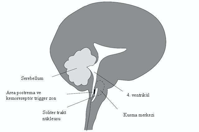 2.3 Kusmanın Mekanizması Kusma (emezis), gastrointestinal (Gİ) içeriğin bir kuvvet yardımı ile ağızdan dışarı atılmasıdır. Öğürme solunum kaslarının ritmik kasılmasıdır ve kusmayı tetikler.