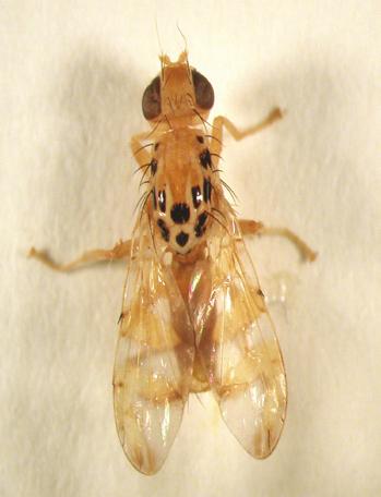 Kavun sineği ergini KAVUN SİNEĞİ ( Myiopardalis paralin) Tanımı ve Yaşayışı: Ergin sinekler 7-8 mm uzunluğunda kanatları saydam görünüşlü olup üzerinde kenarları kahverengi olan sarı renkli üç adet