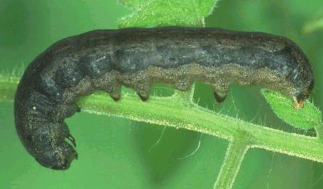 Pamuk yaprakkurdu larvası Pamuk yaprakkurdu zararı SEBZELERDE PAMUK YAPRAKKURDU (Spodoptera littoralis) Tanımı ve Yaşayışı: Kelebeklerin kanat açıklığı 35-40 mm dir.