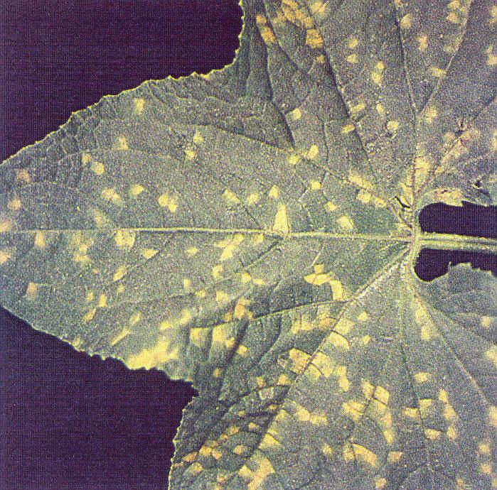 KABAKGİLLERDE MİLDİYÖ HASTALIĞI (Pseudoperonospora) Hastalık Belirtisi: Hastalık yapraklar üzerinde küçük, soluk yeşil veya sarımsı lekelerle kendini belli eder.