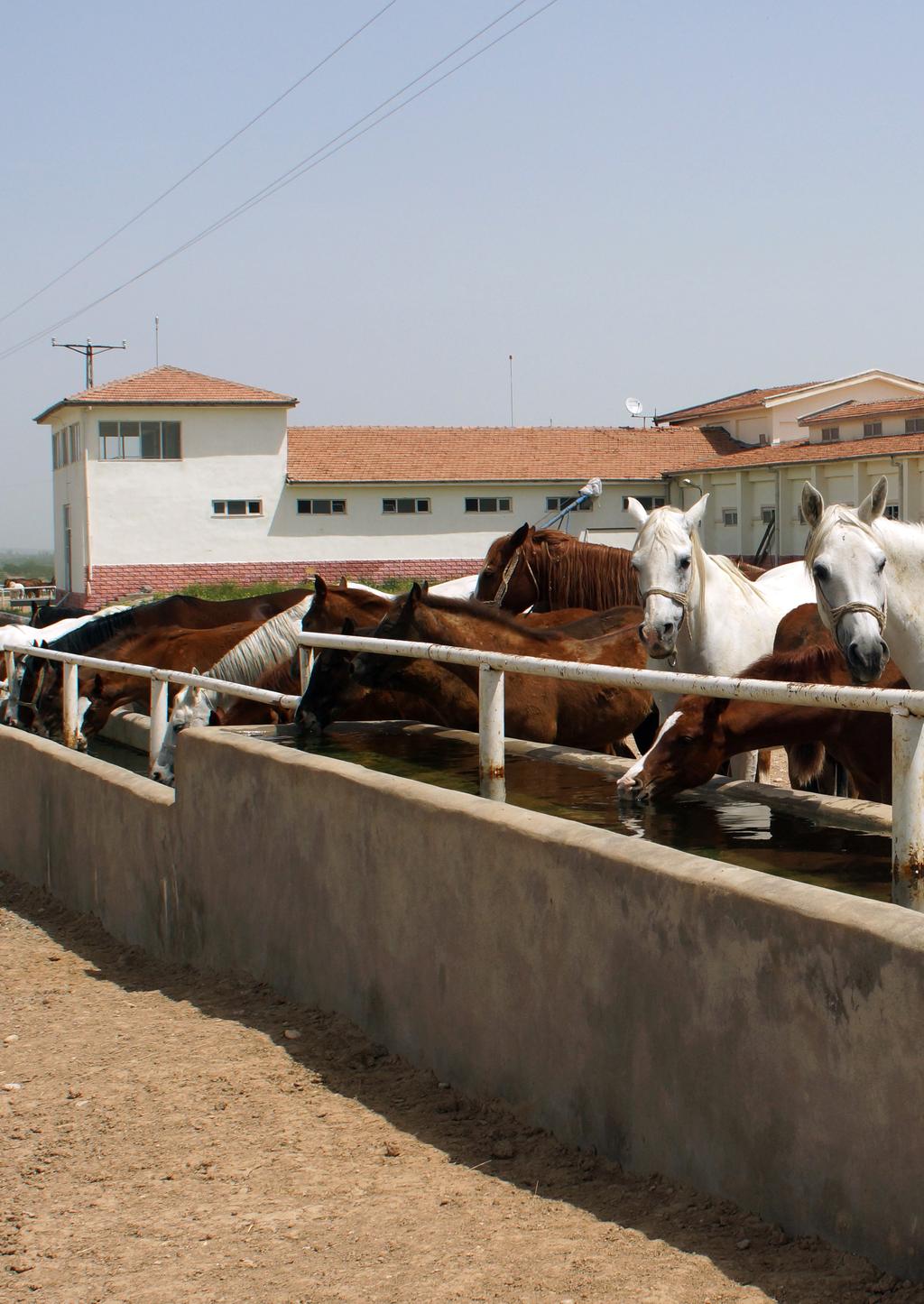 AKÇADAĞ Sultansuyu Tarım İşletmesi özellikle ilk kuruluş yıllarından beri yetiştirdiği Safkan Arap Atları ile ünlüdür.