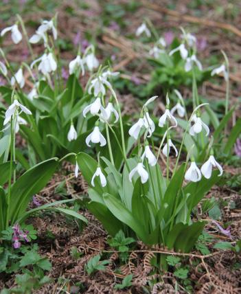 Artvin de Önemli ve Hassas Alanlar Galanthus krasnovii Cephalanthera rubra Dactylorhiza osmanica Orchis purpurea Cyclamen parviflorum KAYNAKLAR Ekim, T.