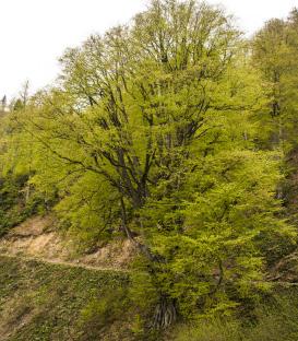 Artvin de Önemli ve Hassas Alanlar 4.