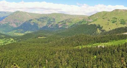 Artvin ilinde Kızılağaç (2), Doğu Ladini (4), Doğu Kayını (1), Doğu