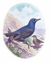 Gökard ç Monticola solitarius Mavi bir ku tur. Gövdesi koyu mavi, kanatlar ve kuyru u siyah-gridir. Di ileri kahverengi k rç ll d r. Boyu 21-23 cm dir.